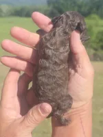 Jazz, a female Poodle - Toy  for sale in Chatsworth, GA – Photo 2 of 6