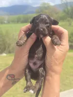 JayBo, a male Miniature Aussiedoodle for sale in Chatsworth, GA – Photo 5 of 8