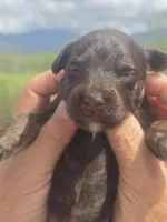 JayBo, a male Miniature Aussiedoodle for sale in Chatsworth, GA – Photo 1 of 8