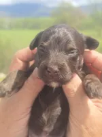 JayBo, a male Miniature Aussiedoodle for sale in Chatsworth, GA – Photo 4 of 8