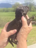 JayBo, a male Miniature Aussiedoodle for sale in Chatsworth, GA – Photo 3 of 8