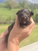 JayBo, a male Miniature Aussiedoodle for sale in Chatsworth, GA – Photo 7 of 8