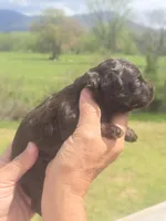 JayBo, a male Miniature Aussiedoodle for sale in Chatsworth, GA – Photo 6 of 8
