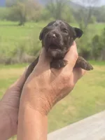 JayBo, a male Miniature Aussiedoodle for sale in Chatsworth, GA – Photo 8 of 8