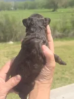 JayBo, a male Miniature Aussiedoodle for sale in Chatsworth, GA – Photo 2 of 8