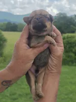 Rafe, a male Brussels Griffon for sale in Chatsworth, GA – 6 of 7