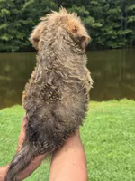Rafe, a male Brussels Griffon for sale in Chatsworth, GA – 2 of 7