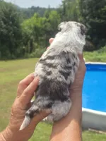 Toby - Toy, a male Australian Shepherd and Aussiedoodle for sale in Chatsworth, GA – 7 of 9