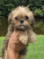 Rafe, a male Brussels Griffon for sale in Chatsworth, GA – 7 of 7