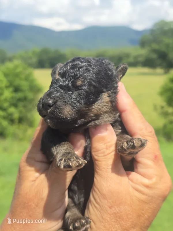 Raven – Miniature Aussiedoodle puppy for sale in Chatsworth, GA