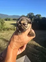 Ryan, a male Shih Tzu and Brussels Griffon for sale in Chatsworth, GA – 2 of 7