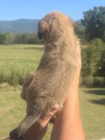 Ginny, a male Shih Tzu and Brussels Griffon for sale in Chatsworth, GA – 6 of 6