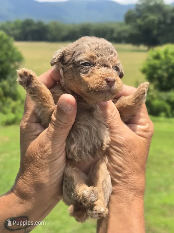 Maddie – Miniature Aussiedoodle puppy for sale in Chatsworth, GA