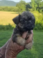 Mia, a female Brussels Griffon for sale in Chatsworth, GA – 1 of 8