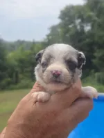 Toby - Toy, a male Australian Shepherd and Aussiedoodle for sale in Chatsworth, GA – 2 of 9