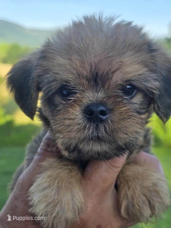 Rafe – Brussels Griffon puppy for sale in Chatsworth, GA