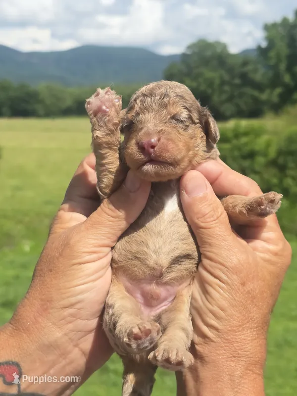 Buck – Miniature Aussiedoodle puppy for sale in Chatsworth, GA