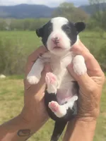 Annie, a female Miniature Aussiedoodle for sale in Chatsworth, GA – Photo 7 of 8
