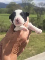 Annie, a female Miniature Aussiedoodle for sale in Chatsworth, GA – Photo 4 of 8
