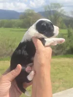 Annie, a female Miniature Aussiedoodle for sale in Chatsworth, GA – Photo 2 of 8