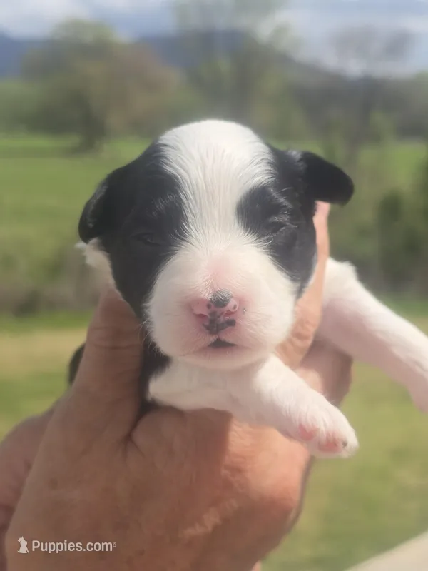 Annie – Miniature Aussiedoodle puppy for sale in Chatsworth, GA