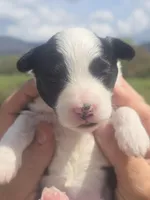 Annie, a female Miniature Aussiedoodle for sale in Chatsworth, GA – Photo 6 of 8