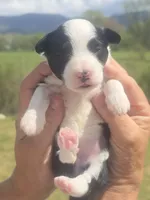 Annie, a female Miniature Aussiedoodle for sale in Chatsworth, GA – Photo 5 of 8