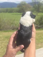 Annie, a female Miniature Aussiedoodle for sale in Chatsworth, GA – Photo 3 of 8