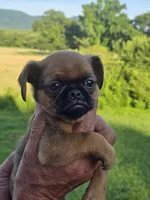 Charlie, a male Brussels Griffon for sale in Chatsworth, GA – 4 of 5