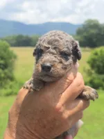 Bubba, a male Miniature Aussiedoodle for sale in Chatsworth, GA – 5 of 7