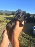 Lad, a male Shih Tzu and Brussels Griffon for sale in Chatsworth, GA – 8 of 9