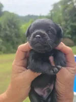 Patrick, a male Cavapoo and Brussels Griffon for sale in Chatsworth, GA – 5 of 6