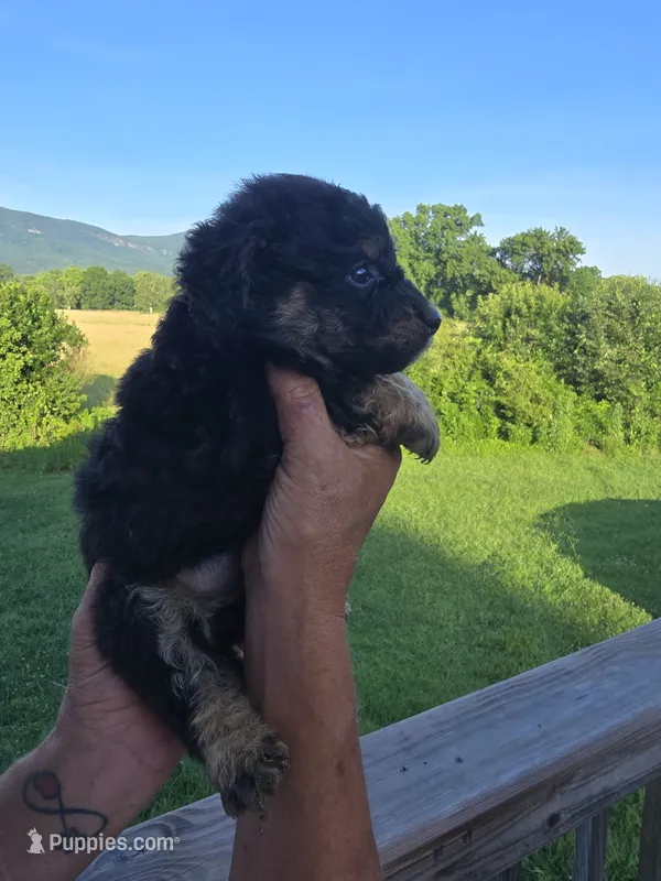 Raven – Miniature Aussiedoodle puppy for sale in Chatsworth, GA
