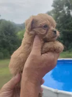 Wyatt, a male Poodle - Toy  and Brussels Griffon for sale in Chatsworth, GA – 2 of 7