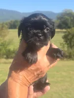 Lad, a male Brussels Griffon for sale in Chatsworth, GA – 2 of 7