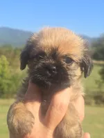 Ginny, a male Shih Tzu and Brussels Griffon for sale in Chatsworth, GA – 3 of 6
