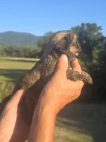 Ryan, a male Shih Tzu and Brussels Griffon for sale in Chatsworth, GA – 3 of 7