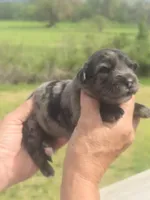 Bella, a female Miniature Aussiedoodle for sale in Chatsworth, GA – Photo 7 of 8