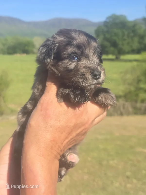 Bella – Miniature Aussiedoodle puppy for sale in Chatsworth, GA