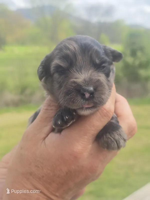Bella – Miniature Aussiedoodle puppy for sale in Chatsworth, GA