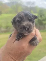 Bella, a female Miniature Aussiedoodle for sale in Chatsworth, GA – Photo 1 of 8