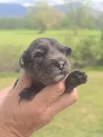 Bella, a female Miniature Aussiedoodle for sale in Chatsworth, GA – Photo 5 of 8