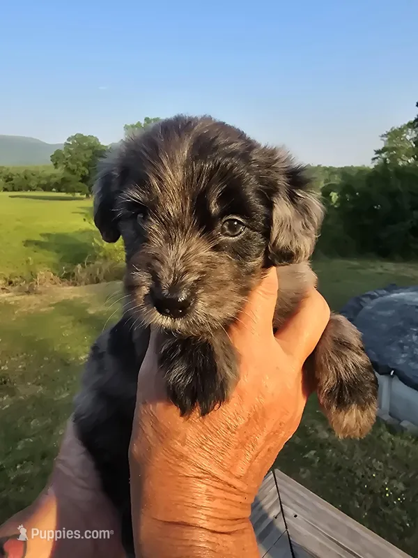 Bella – Miniature Aussiedoodle puppy for sale in Chatsworth, GA