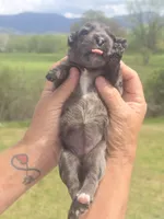 Bella, a female Miniature Aussiedoodle for sale in Chatsworth, GA – Photo 3 of 8