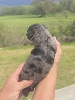 Bella, a female Miniature Aussiedoodle for sale in Chatsworth, GA – Photo 4 of 8