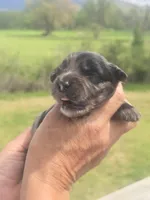 Bella, a female Miniature Aussiedoodle for sale in Chatsworth, GA – Photo 6 of 8
