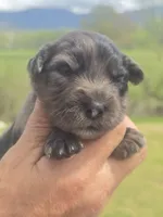 Bella, a female Miniature Aussiedoodle for sale in Chatsworth, GA – Photo 2 of 8