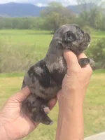Bella, a female Miniature Aussiedoodle for sale in Chatsworth, GA – Photo 8 of 8