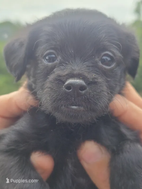 Benji – Poodle - Toy , Brussels Griffon puppy for sale in Chatsworth, GA