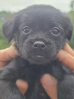 Benji, a male Poodle - Toy  and Brussels Griffon for sale in Chatsworth, GA – 1 of 8
